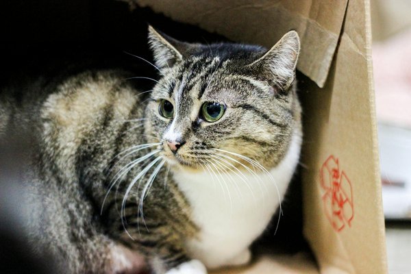 Guía definitiva para elegir al mejor administrador de propiedades: criterios clave